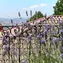 8ca40026 d6fa 48c8 a1b2 87f83ca06e46 IMG 20180717 193852 371